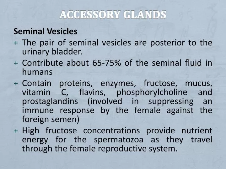 accessory glands