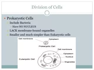 division of cells
