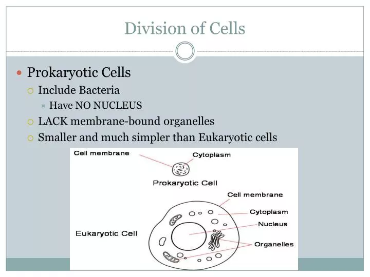 division of cells
