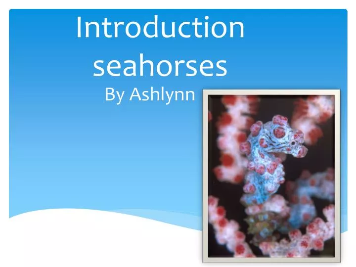 introduction seahorses