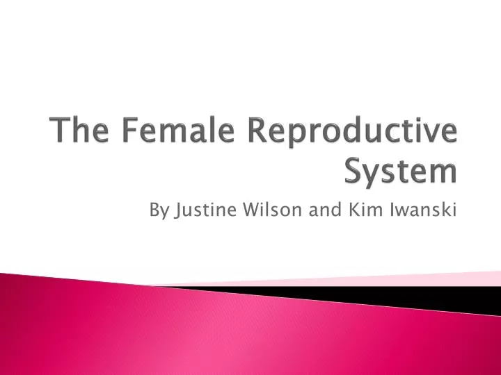 the female reproductive system