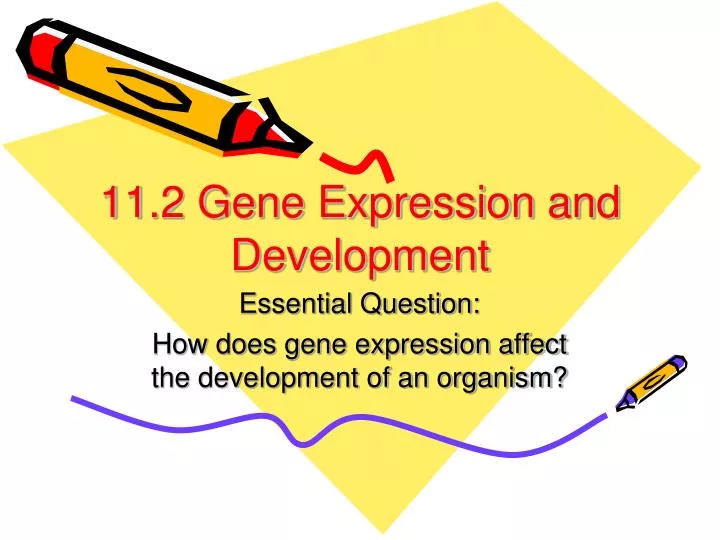 11 2 gene expression and development