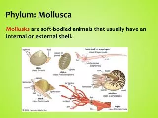 Phylum: Mollusca