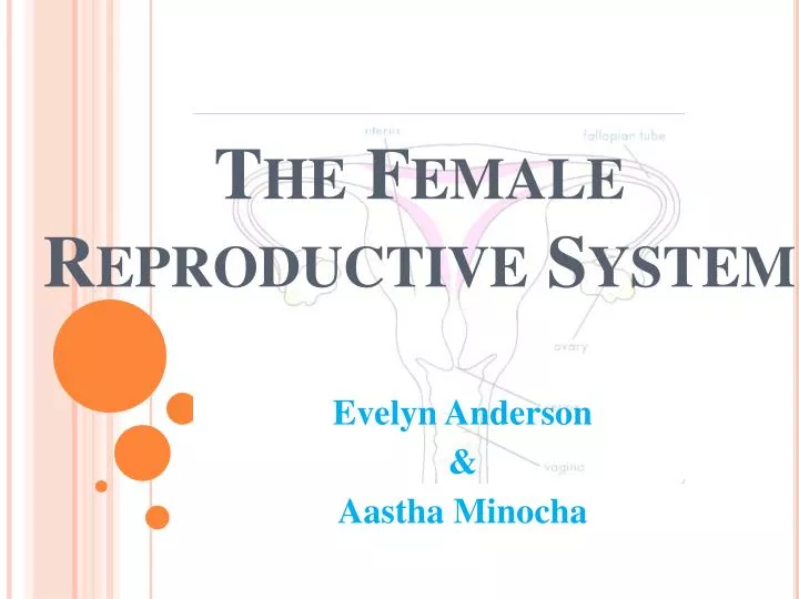 the female reproductive syste m