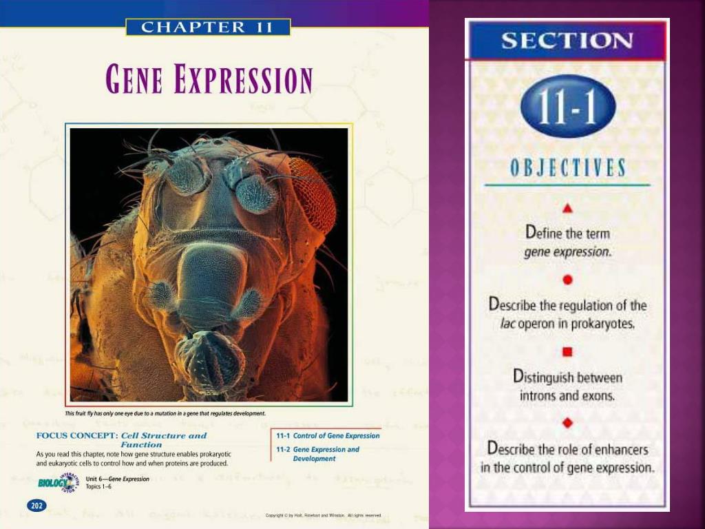 PPT - Control of Gene Expression PowerPoint Presentation, free download ...