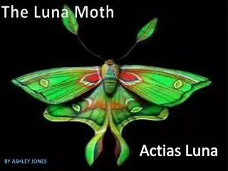 The L una Moth