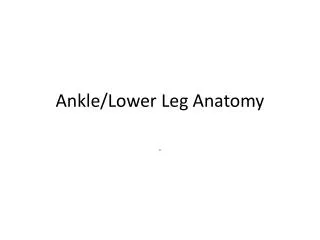 Ankle/Lower Leg Anatomy