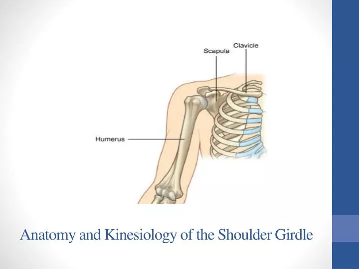 anatomy and kinesiology of the shoulder girdle