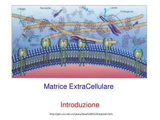 matrice extracellulare