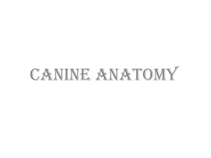 canine anatomy