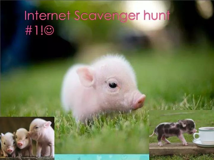 internet scavenger hunt 1