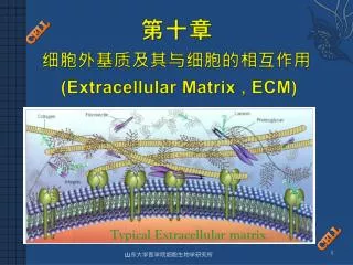 extracellular matrix ecm