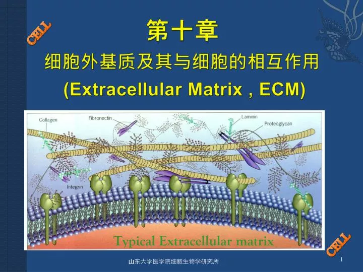 extracellular matrix ecm
