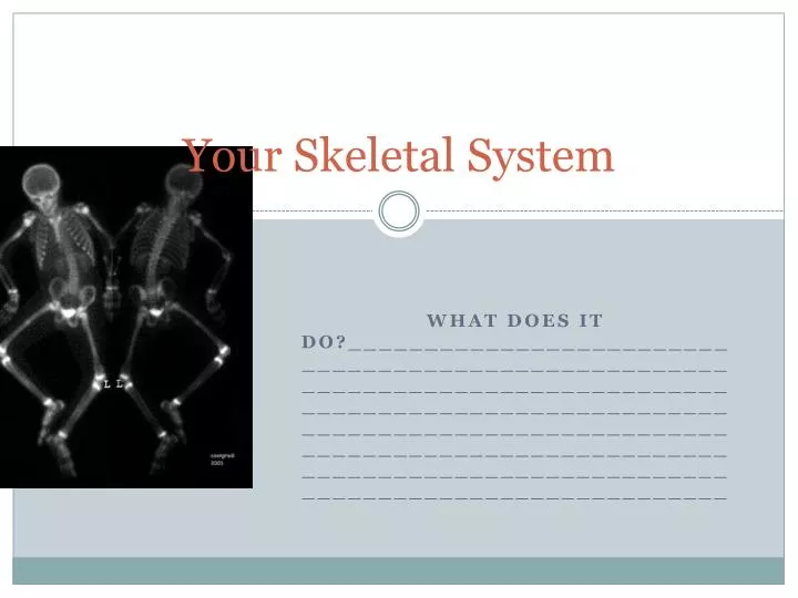 your skeletal system