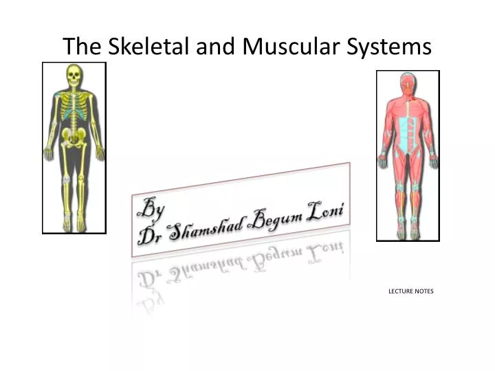 the skeletal and muscular systems