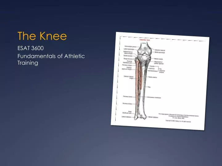 the knee