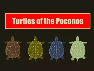 Turtles of the Poconos