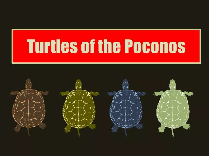 turtles of the poconos