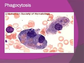 Phagocytosis