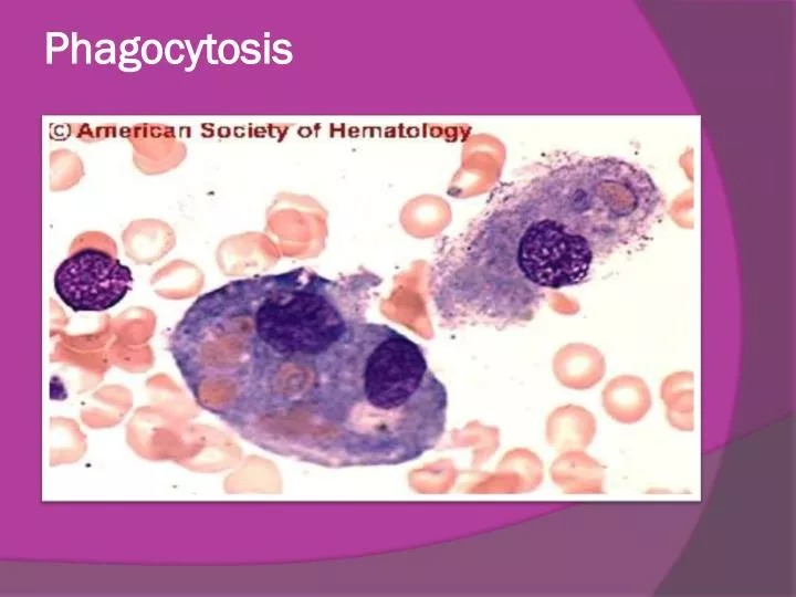 phagocytosis