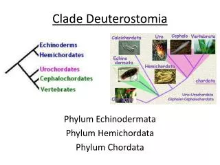 Clade Deuterostomia