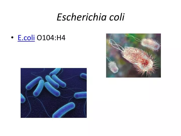 escherichia coli