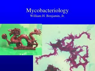 Mycobacteriology William H. Benjamin, Jr.