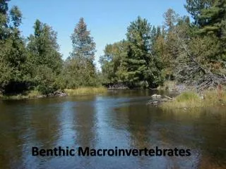 Benthic Macroinvertebrates