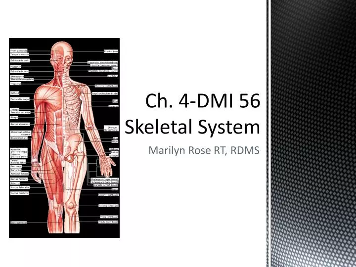 ch 4 dmi 56 skeletal system