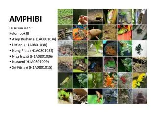 amphibi