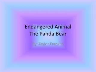 Endangered Animal The Panda Bear