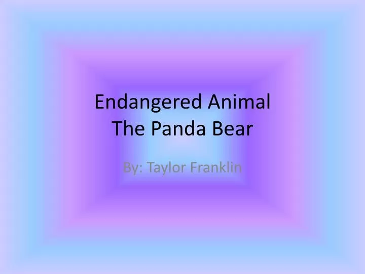 endangered animal the panda bear