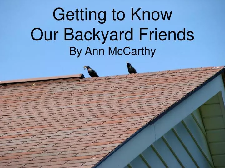 getting to know our backyard friends by ann mccarthy