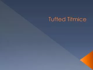 Tufted Titmice