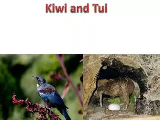 Kiwi and Tui