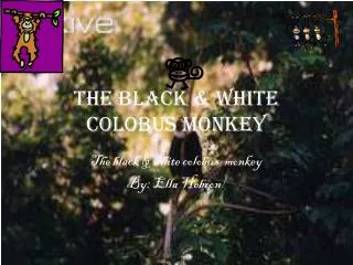 The black &amp; white colobus MONKEY