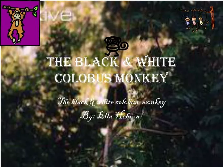 the black white colobus monkey