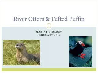 River Otters &amp; Tufted Puffin