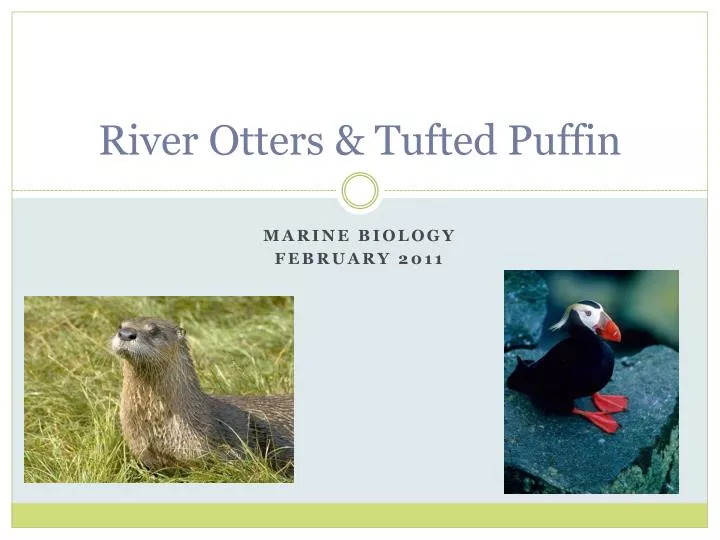 river otters tufted puffin