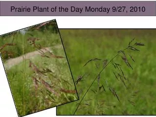Prairie Plant of the Day Monday 9/27, 2010