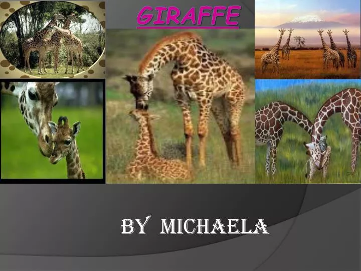 giraffe