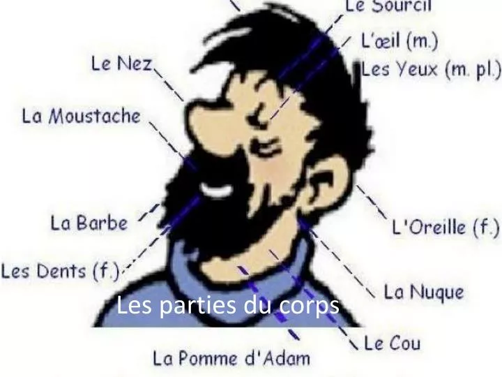 les parties du corps