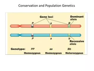 Conservation and Population Genetics