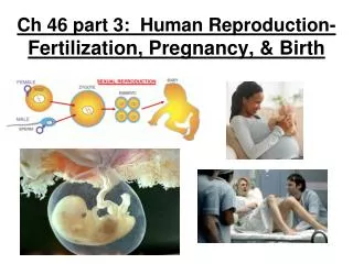 Ch 46 part 3: Human Reproduction- Fertilization, Pregnancy, &amp; Birth