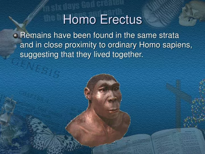 homo erectus