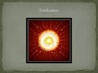 fertilization