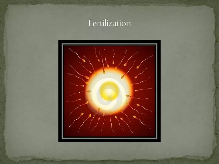 fertilization