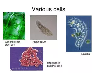 various cells