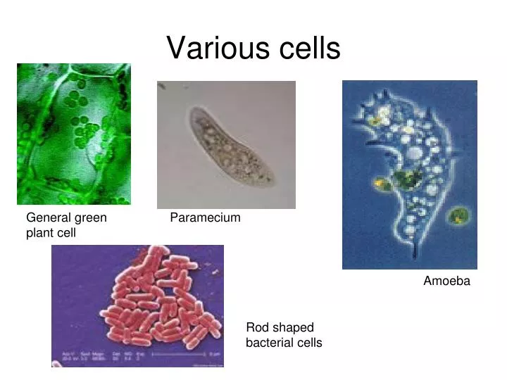 various cells