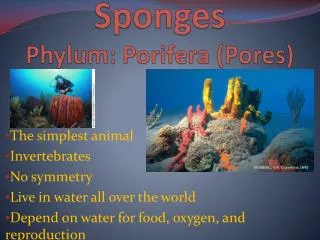 Sponges Phylum: Porifera (Pores)